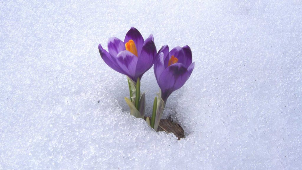 Purple crocuses blooming through the snow.