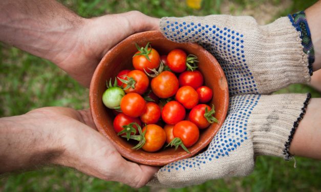 Hands holding a bowl of fresh cherry tomatoes, some still green.