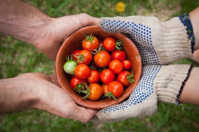 Hands holding a bowl of fresh cherry tomatoes, some still green.
